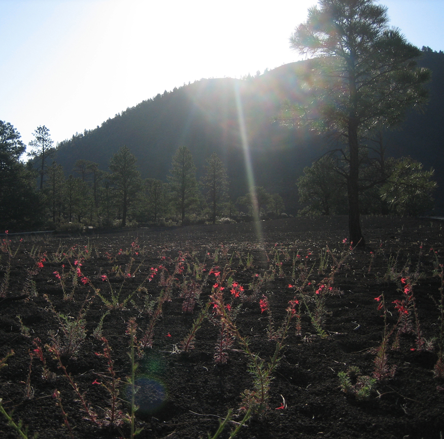 Sunset Crater Volcano; Flagstaff, AZ
