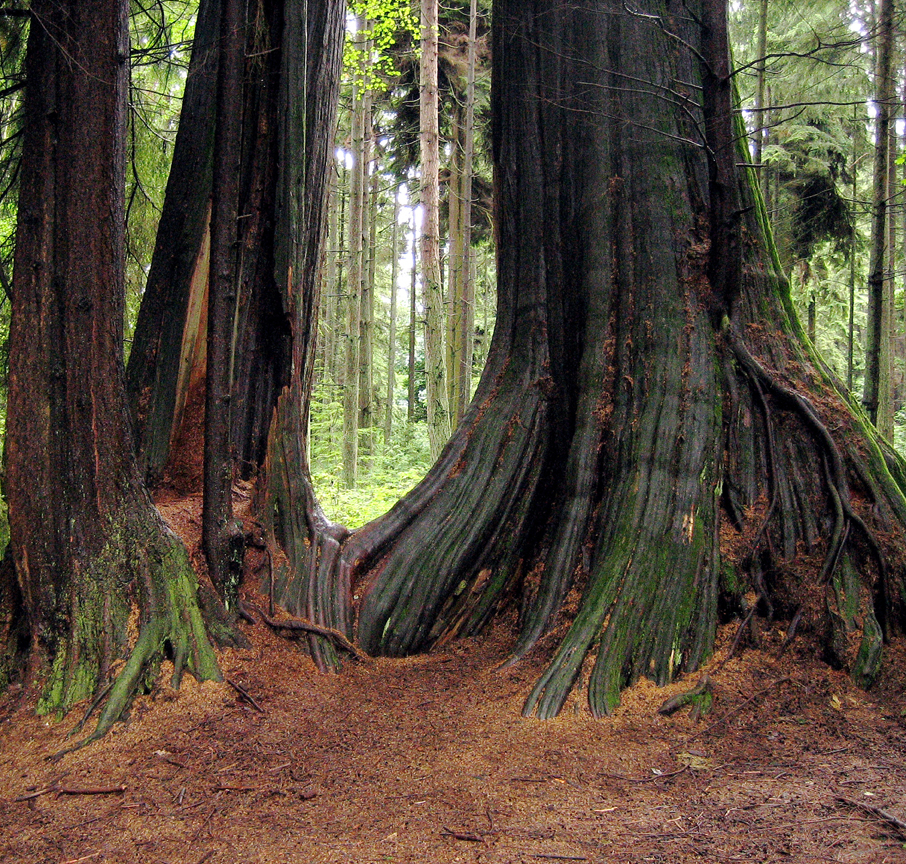 Stanley Park; Vancouver, BC